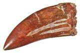 Carcharodontosaurus Tooth - Excellent Enamel Preservation #279934-1